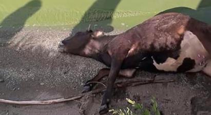 Թարմ խոտ ուտելու հետևանքով են Վարդենիսում կովերն անկել․ ՍԱՊՏ պետ |24news.am|