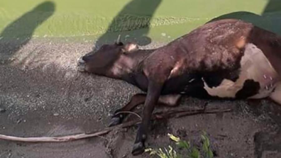 Թարմ խոտ ուտելու հետևանքով են Վարդենիսում կովերն անկել․ ՍԱՊՏ պետ |24news.am|