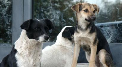 Քաղաքապետարանում տեղյակ են թափառող շների ակտիվացման խնդրից. Ահազանգերին արձագանքում են |panarmenian.net|