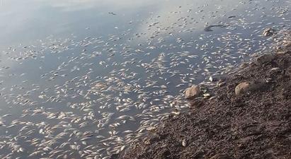 Տեսչական մարմնի մասնագետների կողմից իրականացվել են նմուշառման աշխատանքներ․ Ռոմանոս Պետրոսյանը Սևաբերդ բնակավայրի ջրամբարում ձկների զանգվածային անկման մասին