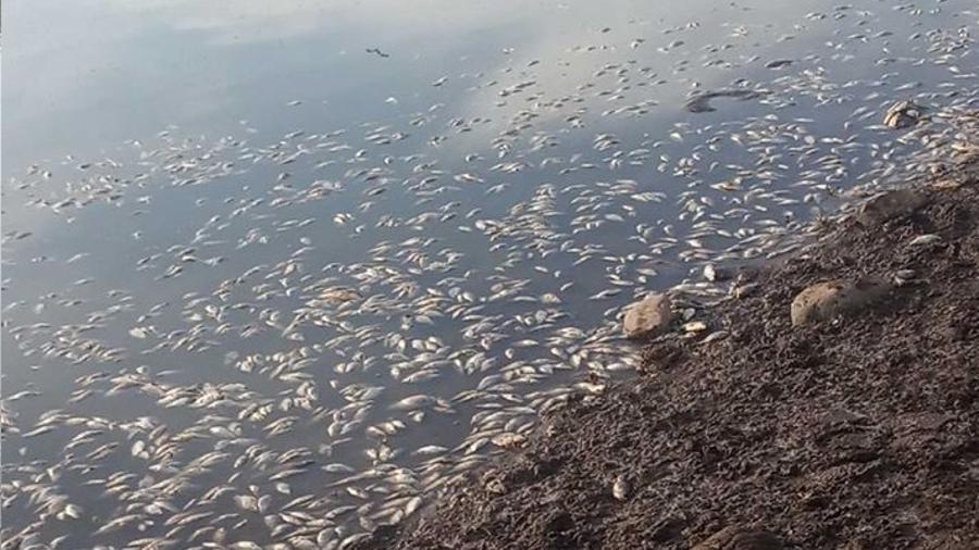 Տեսչական մարմնի մասնագետների կողմից իրականացվել են նմուշառման աշխատանքներ․ Ռոմանոս Պետրոսյանը Սևաբերդ բնակավայրի ջրամբարում ձկների զանգվածային անկման մասին