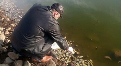 Սևաբերդի ջրամբարում ձկների անկումը տեղի է ունեցել թթվածնի պակասի պատճառով. ԲԸՏՄ