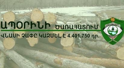 «Տաշիրի անտառտնտեսությունում» 96 ծառ է ապօրինաբար հատվել