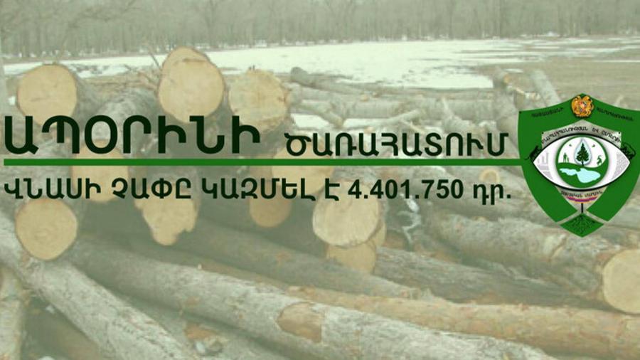 «Տաշիրի անտառտնտեսությունում» 96 ծառ է ապօրինաբար հատվել