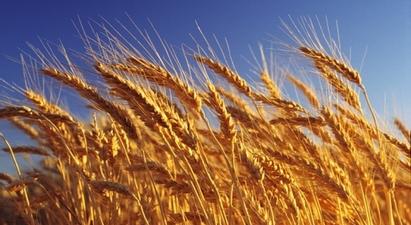 Կառավարությունը հաստատեց Հայաստանի Հանրապետությունում աշնանացան ցորենի արտադրության խթանման պետական աջակցության ծրագիրը