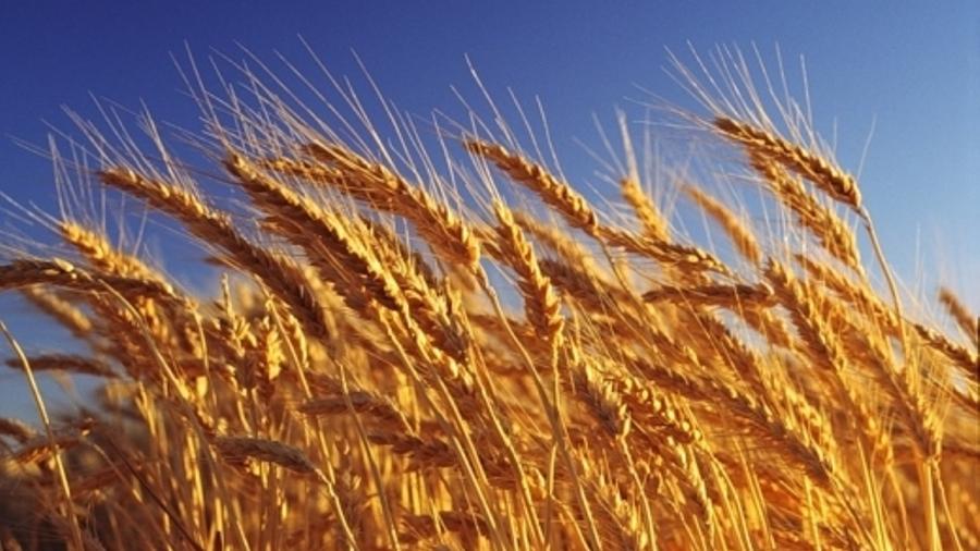 Կառավարությունը հաստատեց Հայաստանի Հանրապետությունում աշնանացան ցորենի արտադրության խթանման պետական աջակցության ծրագիրը