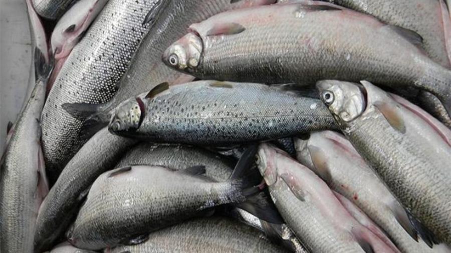 Ովքե՞ր կկարողանան սիգ որսալ Սևանա լճում.  արդյունագործական ձկնորսության լրամշակված կարգը