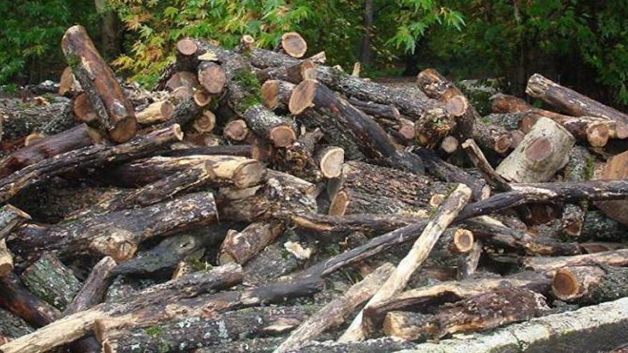 Լոռու մարզում անտառհատումների դեպքերի առթիվ հարուցվել է 11 քրեական գործ