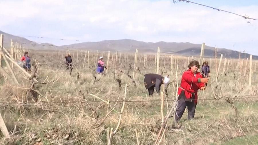 Ռուս խաղաղապահների աջակցությամբ Լեռնային Ղարաբաղում մեկնարկել են գյուղատնտեսական աշխատանքները. ՌԴ ՊՆ |tert.am|