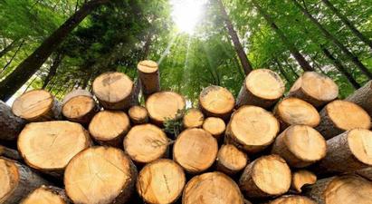 Անտառների պահպանության համար պատասխանատու պաշտոնատար անձանց նկատմամբ կկիրառվեն պատասխանատվության միջոցներ