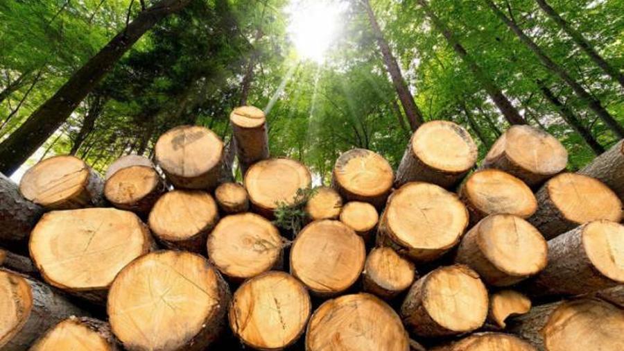 Անտառների պահպանության համար պատասխանատու պաշտոնատար անձանց նկատմամբ կկիրառվեն պատասխանատվության միջոցներ