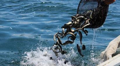 Սեպտեմբերի 1-ից ավարտվում է Սևանա լճում արդյունագործական փորձարարական ձկնորսության որսաշրջանը
