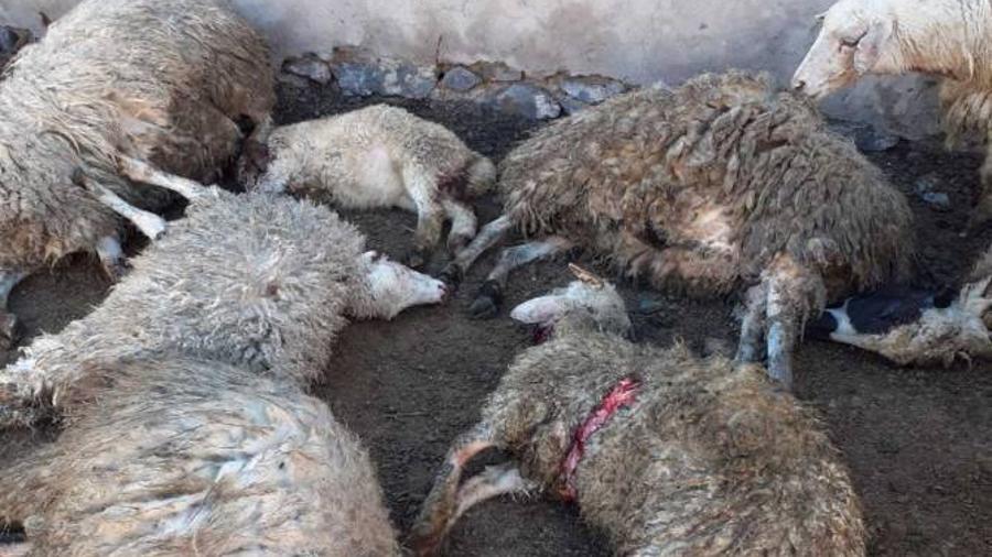 Ագարակավանի գյուղապետարանը կքննարկի 170-ից ավելի ոչխար կորցրած գյուղացուն օգնություն տրամադրելու հարցը |armenpress.am|