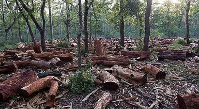 Ապօրինի հատված 619 ծառ, պատճառված ավելի քան 12 մլն դրամի վնաս. «Հայանտառի» 8 պաշտոնատար անձի վերաբերյալ քրգործն ուղարկվել է դատարան