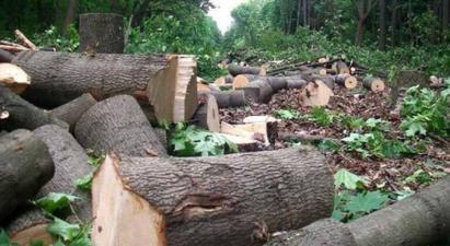 Ապօրինի հատված 344 ծառ, պատճառված 30մլն դրամի վնաս. քրեական գործն ուղարկվել է դատարան
