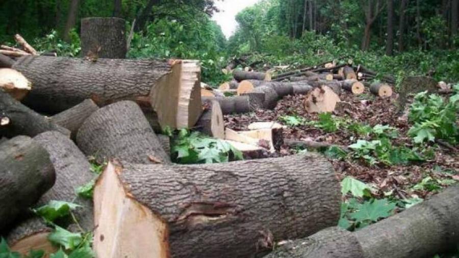 Ապօրինի հատված 344 ծառ, պատճառված 30մլն դրամի վնաս. քրեական գործն ուղարկվել է դատարան
