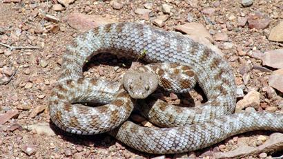 ՀՀ տարբեր բնակավայրերում 2 օրում 18 օձի հայտնաբերման մասին ահազանգ է եղել