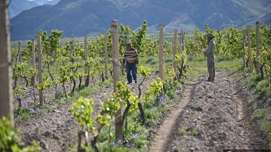 Հայաստանում կիրականացվի «գյուղատնտեսական մարդահամար»

 |armenpress.am|