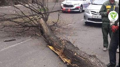 Քամու հետեւանքով Երևանում ծառեր են տապալվել
