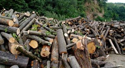 Լոռու մարզում անտառապետի և անտառապահի անփութության հետևանքով 2000- ից ավելի ծառ է հատվել․ նրանց մեղադրանք է ներկայացվել