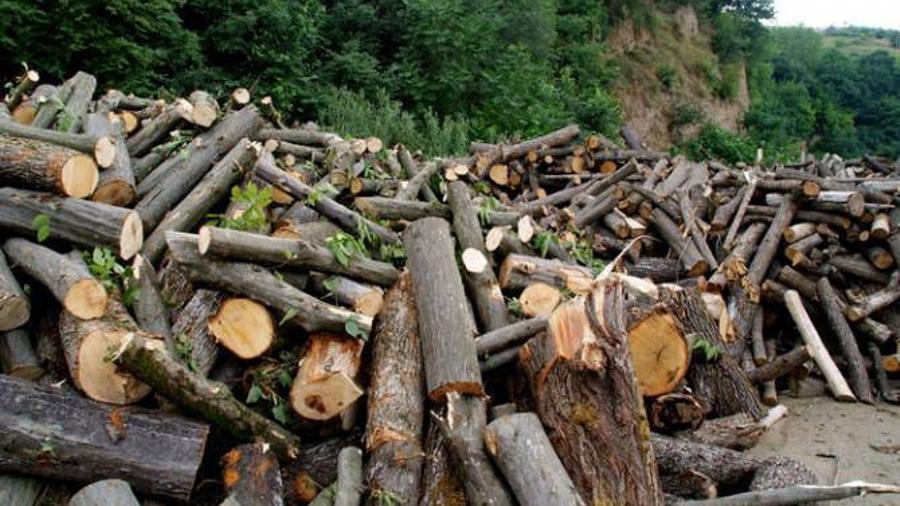 Լոռու մարզում անտառապետի և անտառապահի անփութության հետևանքով 2000- ից ավելի ծառ է հատվել․ նրանց մեղադրանք է ներկայացվել