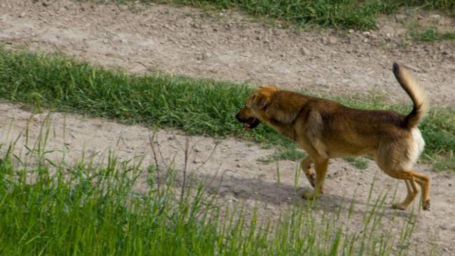 Գյումրիում շունը հարձակվել է 74 տարեկան կնոջ վրա
 |armenpress.am|