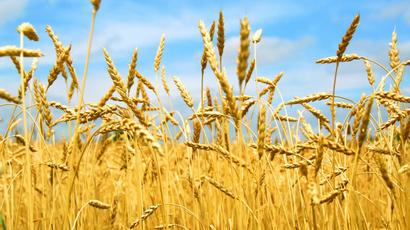 Ռուսաստանի կառավարությունը ժամանակավոր արգելում է կոշտ ցորենի արտահանումը |lragir.am|