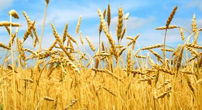 Ռուսաստանի կառավարությունը ժամանակավոր արգելում է կոշտ ցորենի արտահանումը |lragir.am|