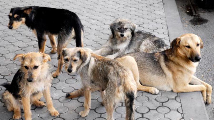Թափառող շների՝ մարդկանց վրա պարբերաբար հարձակումների առնչությամբ ՄԻՊ-ը նախաձեռնել է ուսումնասիրության ընթացակարգ
