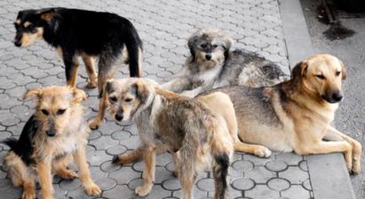 Թափառող շների՝ մարդկանց վրա պարբերաբար հարձակումների առնչությամբ ՄԻՊ-ը նախաձեռնել է ուսումնասիրության ընթացակարգ
