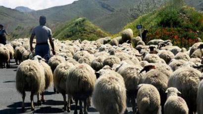 Ադրբեջանցիներն Արավուսի սահմանից գողացած ոչխարները վերադարձրել են
 |tert.am|