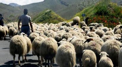 Ադրբեջանցիներն Արավուսի սահմանից գողացած ոչխարները վերադարձրել են
 |tert.am|