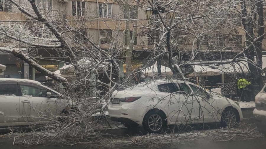 Աբովյան փողոցում հսկայական ծառը կոտրվել ու ընկել է երթևեկող ավտոմեքենաների վրա
