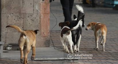 Հայաստանում անցած տարի մարդկանց վրա թափառող շների հարձակվելու 134 դեպք է գրանցվել
 |armenpress.am|