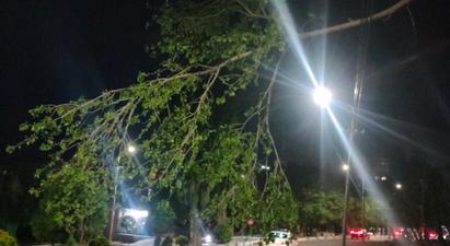 Փրկարարները կտրել և հեռացրել են Շինարարների փողոցում դեպի ճանապարհի երթևեկելի գոտի կախված ծառը