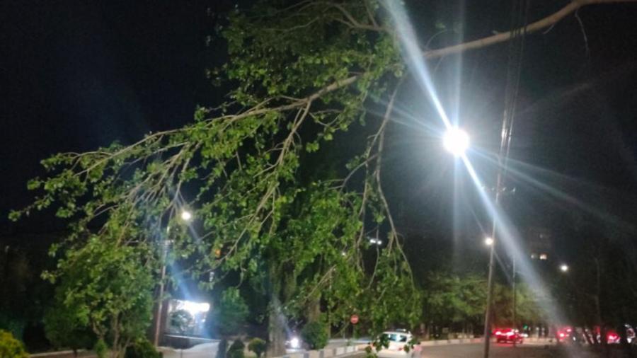 Փրկարարները կտրել և հեռացրել են Շինարարների փողոցում դեպի ճանապարհի երթևեկելի գոտի կախված ծառը