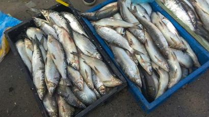 Մինչեւ 2020 թվականի հունվարի 20-ը Սեւանա լճում կխստացվեն ապօրինի ձկնորսության դեմ պայքարի միջոցառումները