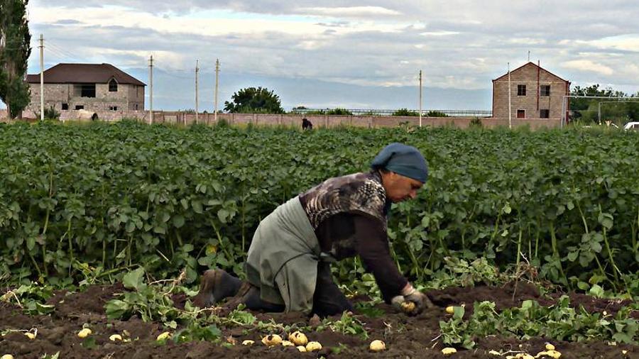 Նախատեսվում է գյուղատնտեսական սեզոնին ժամանակավոր աշխատողների ընտանիքներին չզրկել նպաստից |armtimes.com|