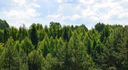 Անտառային տարածքների մեծացման ծրագիրը 5000 նոր աշխատատեղ կստեղծի. Վարդան Մելիքյան |news.am|