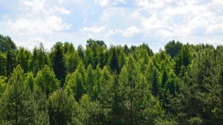 Անտառային տարածքների մեծացման ծրագիրը 5000 նոր աշխատատեղ կստեղծի. Վարդան Մելիքյան |news.am|