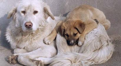 Հայաստանում անտուն կենդանիների մասին օրենք են մշակում. այն մոտ երկու ամսից շրջանառության մեջ կդրվի