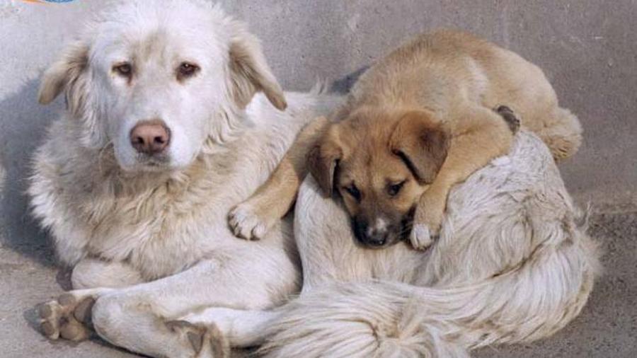 Հայաստանում անտուն կենդանիների մասին օրենք են մշակում. այն մոտ երկու ամսից շրջանառության մեջ կդրվի