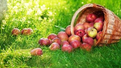 Հայաստանում գյուղացիներն շուտով կարող են ապահովագրել ցորենը, գարին, խնձորն ու դեղձը |armenpress.am|